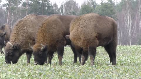 Bison Buffalo Banasus Poland Forest Nature Feeding