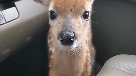 Fawn child so cute