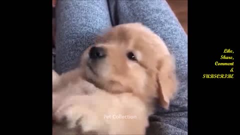 11 - Funny Dog Videos - Baby Dogs 8 Cute And Funny Pet Videos Compilation