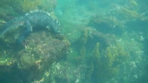 Iguanas play with small fish, and then eat them