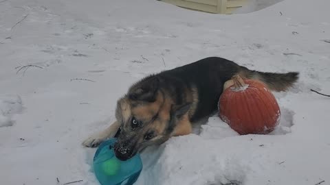 Yogi with his big throbbing pumpkin and frozen blue balls (4 of 8)