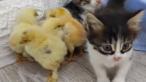 Kittens & Chicks.
