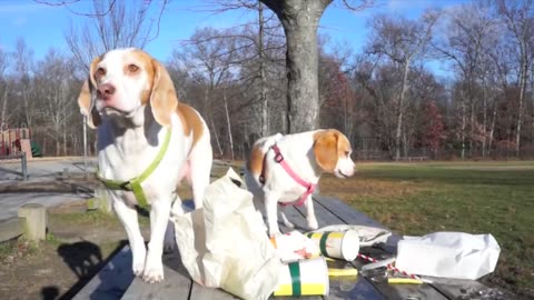 Dogs epic shopping cart voyage