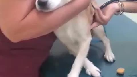 My Cute Dog Reaction When Injected