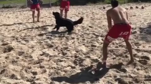 Ever see a dog play volleyball? Unbelievable!