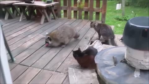 Cute Raccoons and Cats! Funny Video Compilation