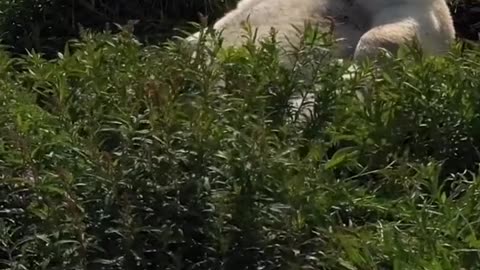 A lazy polar bear