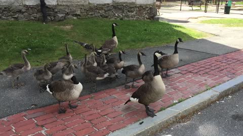 Four adult geese surround young from intruder cat