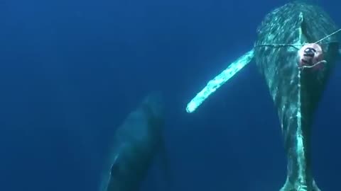 Disentangling a Humpback Whale