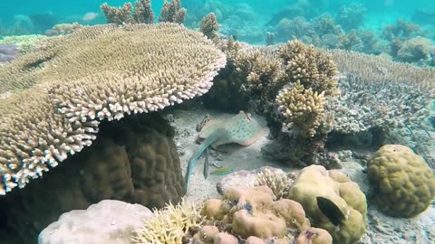Amazing Underwater Sea life | Royalty Free | Stock Footage |