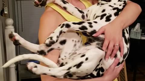 Dalmatian puppy must be rocked to sleep