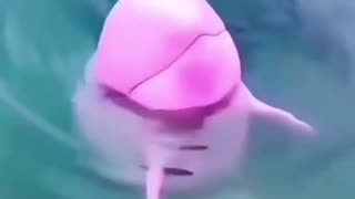 pink dolphins 🐬