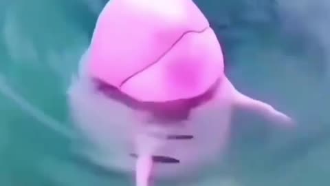 pink dolphins 🐬