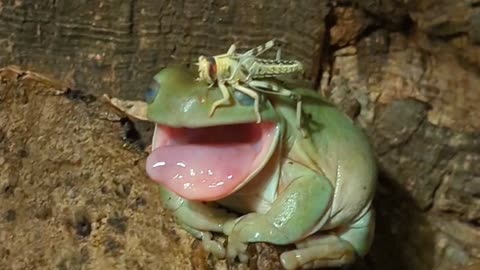 Tree Frog Brushes Away Pesky Locust