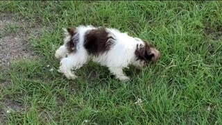 Miniature Schnauzer Puppies day with the spare human