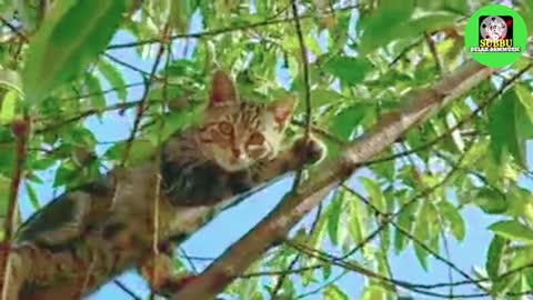 Cute cat The cat is climbing tree
