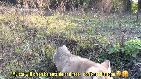 The kitten is afraid of the hen and the cow! But the kitten and the chick are on good terms