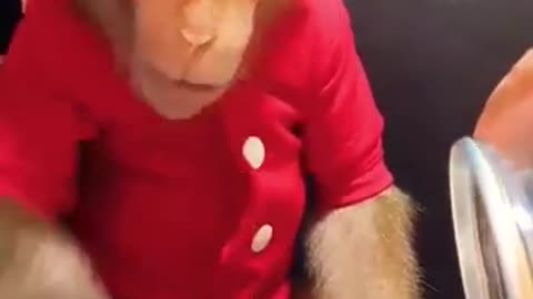 Funny monkey video