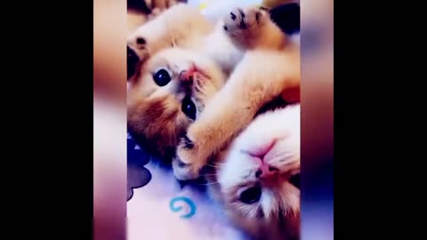 funniest cute cat videos