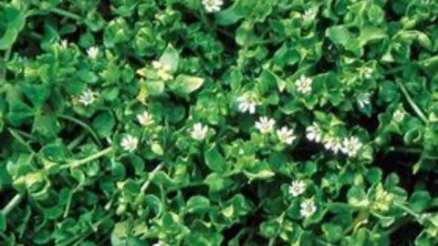 Chickweed (Stellaria media)