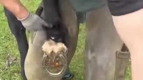 A lot of mud in this hoof! #asmr #farrier #shorts #satisfying
