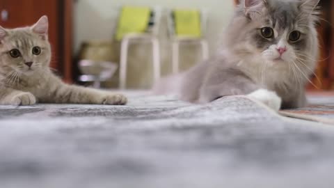 4K | Cute Kittens Playing With Rug III | The Furry Crew Cats Video