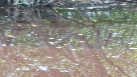 Alligator in Cancun