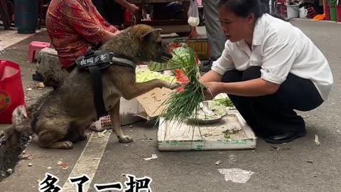 Dog and funny animals