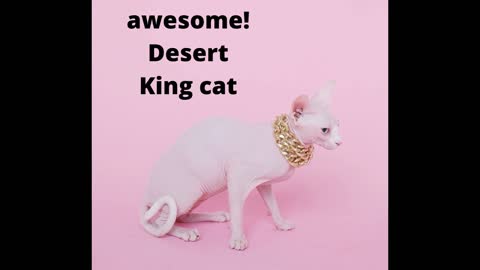 King cat