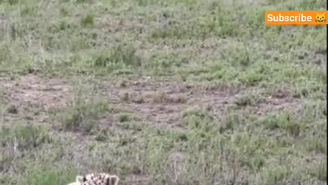 🦁 lion vs cheetah 🐆 #wildlife