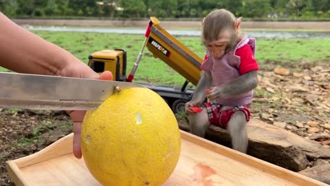 Smart Bim Bim picks watermelons to make watermelon ice cream for ducklings-10