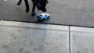 Remote Car vs Dog