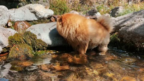 Dog video, dog in the water and feel happy