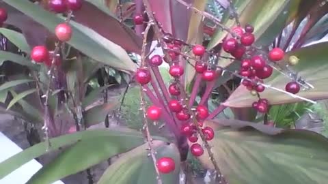 Planta coqueiro de vênus com frutos vermelhos no parque, é bonita! [Nature & Animals]