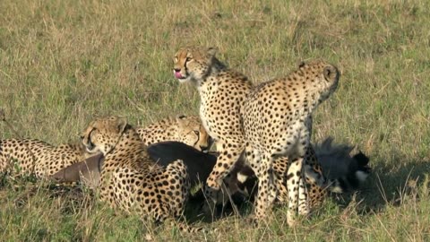 A Cheetah Hunting | Animals |