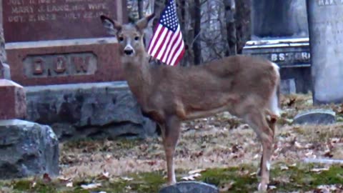 White-tailed deer