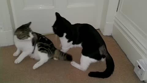 Funny & Cute Cat Fight Compilation Video