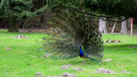 A peacock male attracting the zoo visitors attention by his magnificent tail