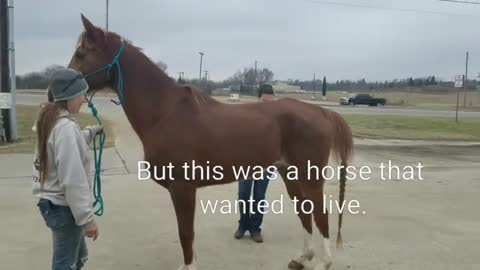 Arabian gelding saved from slaughter gets second Chance