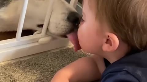Cute dog and a baby