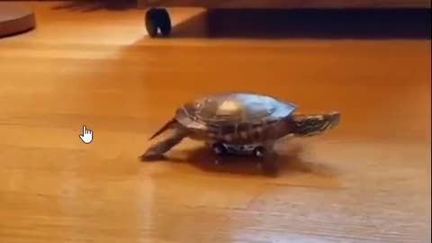 innovating turtle