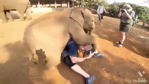 UNEXPECTED Animal Attacks! | Crazy & Funny Animal Videos