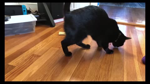 Training cat to follow and sit