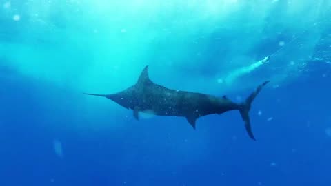 Blue Marlin attack the bait