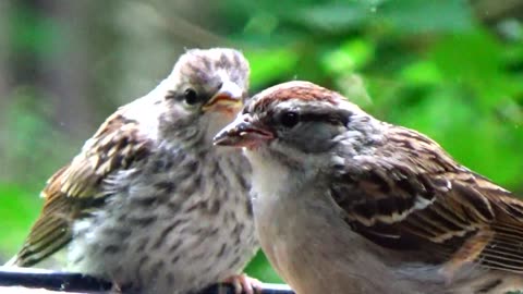 Chirping Sparrows Feeding