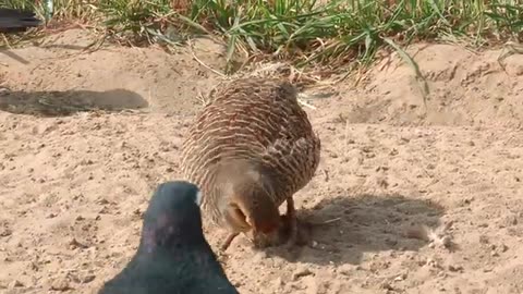 irani teetar khurak,grey francolin pair feeding,grey pheasant pair feeding