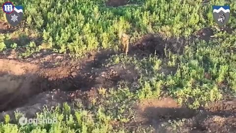 Caught on Camera: Russian Soldier Surrenders to Ukrainian Drone