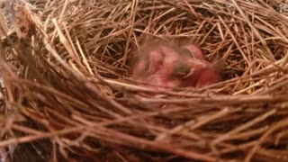 THREE BABY CARDINALS - NEST IN A BACK PATIO