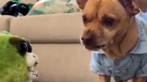 #shortsvideo 🤣Funny Dog😻😻 and 🐱‍🚀🐱‍🚀Cats Funny pet animals videos #shorts #Funny creatures' Life