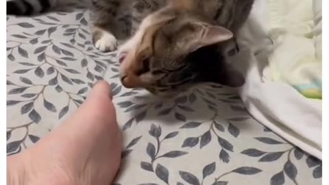 Kitty wants to bit a toe...😺